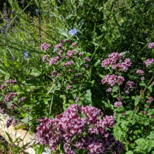 Oregano i blomst