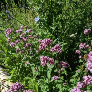 Oregano i blomst